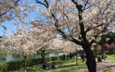 Hanami al laghetto dell’Eur: la magia dei ciliegi giapponesi