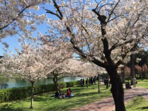 Hanami al laghetto dell'Eur. Fioritura dei Sakura (ciliegi giapponesi)